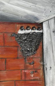 Наталия Самохина, Россия